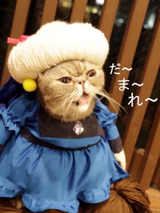 고양이 지브리 할로윈 의상 대회.jpg | 인스티즈