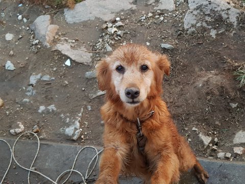 네이트판 추천수 2000넘고 난리난 강아지 학대 고발글 | 인스티즈
