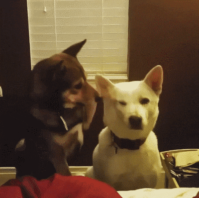 시바견 vs 진돗개.gif | 인스티즈
