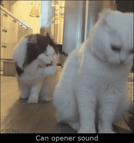 냥이 간식캔 따는 소리를 들려줘보았다.gif | 인스티즈