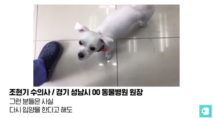 폭염 속 버려진 똘똘이가 모니로 개명한 사연 | 인스티즈
