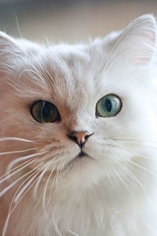 개와 고양이.jpg | 인스티즈