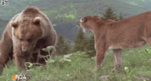 아기를 지키기위해 곰과 싸우는 엄마퓨마.jpgif | 인스티즈