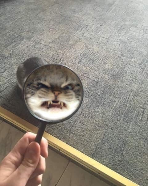 군오 이미지