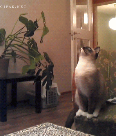 믿고 보는 냥이 운동신경.gif | 인스티즈