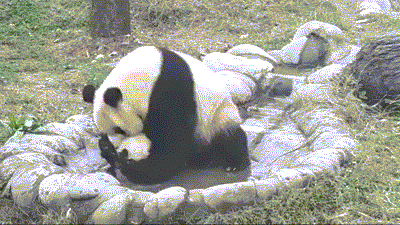 팬더 🐼 목욕하는 게시물 | 인스티즈