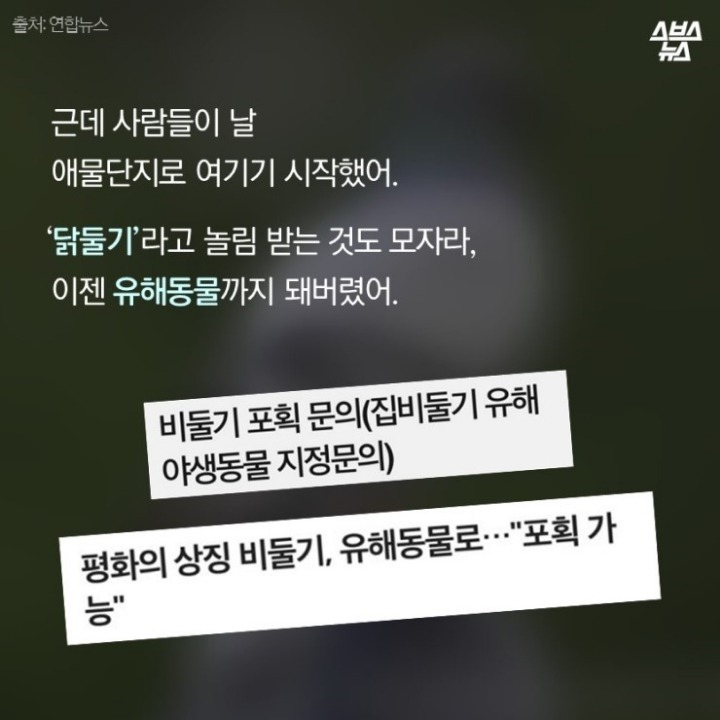 데려온 것도 인간이고 유해동물 취급도 인간이 하네-비둘기는 억울하다 | 인스티즈