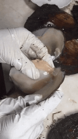 자연산 진주.gif | 인스티즈