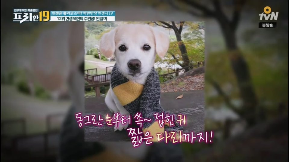 [인절미/짱절미] tvn 프리한19 견생역전의 주인공 | 인스티즈