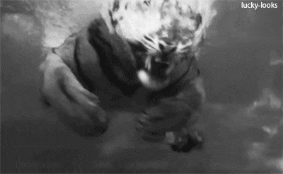 수영하는데 갑자기 들어오는 호랑이.gif | 인스티즈