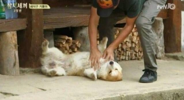 집에서 반려견이 안보일때 찾는법 | 인스티즈