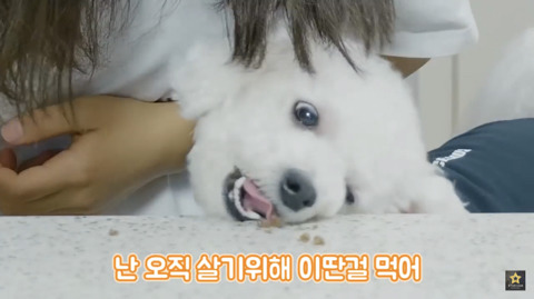밥먹을때 강아지가 쳐다보는 이유 | 인스티즈