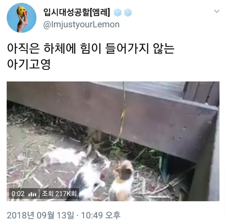 하체에 힘이 들어가지 않는 아기고양이 | 인스티즈