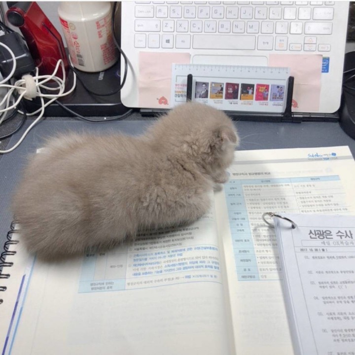 공시생 공부 방해하는 못된 고양이...jpg | 인스티즈