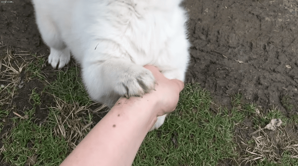 사람 좋아하는 백구.gif | 인스티즈