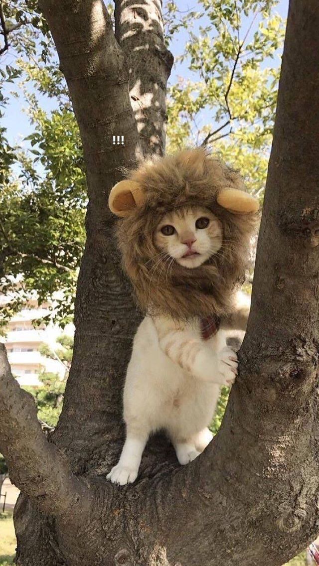 사자의 위엄 ㅎㄷㄷ | 인스티즈