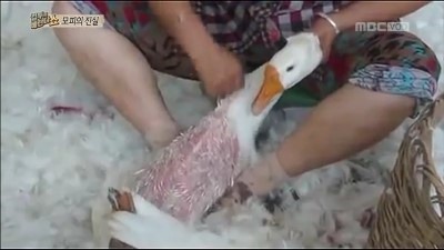 모피를 입지 말아야하는 이유 한장으로 정리 | 인스티즈