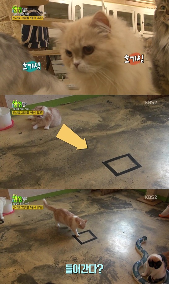 선 4개로 고양이를 가둘수 있을까?.jpgif | 인스티즈