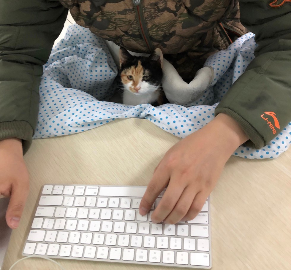 몸이아파 어미에게 버려졌던 새끼 고양이 구조 | 인스티즈