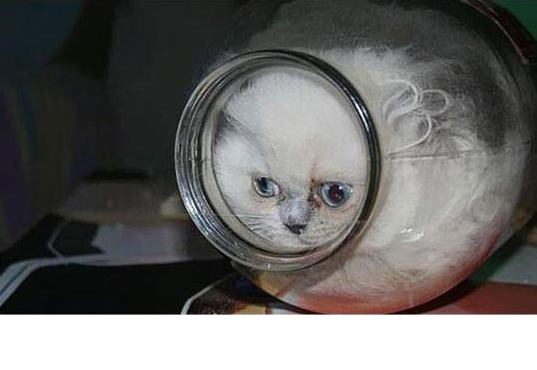 액체 상태의 고양이 | 인스티즈