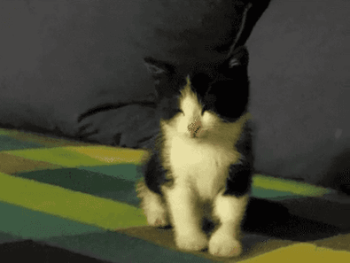 졸린 야옹 | 인스티즈