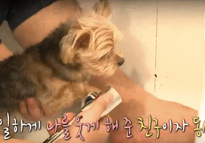 [나혼자산다] 전현무와 17살 반려견 또또 이야기.jpg | 인스티즈