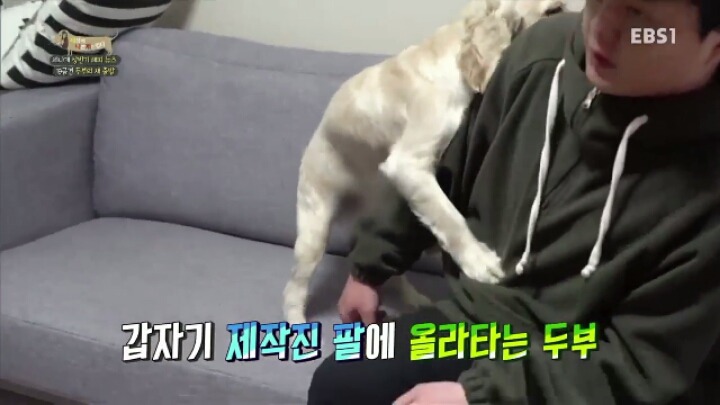 [세나개] 시도때도 없이 마운팅하고 똥을 먹는 두부의 문제 행동 고치기 -1.jpg | 인스티즈