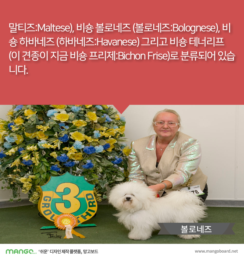 [견종정보] 비숑 프리제 이야기 | 인스티즈