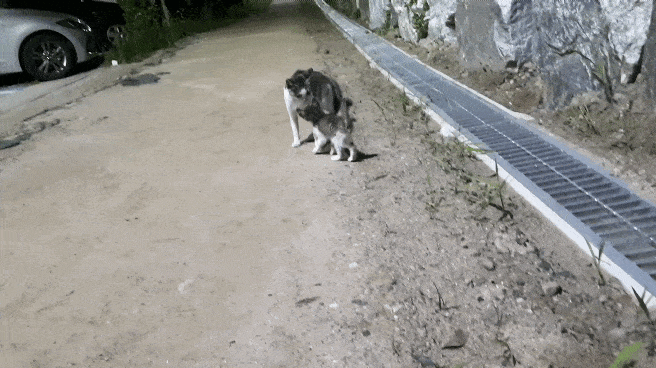 귀엽다고 아깽이 만지면 안되는 이유 | 인스티즈