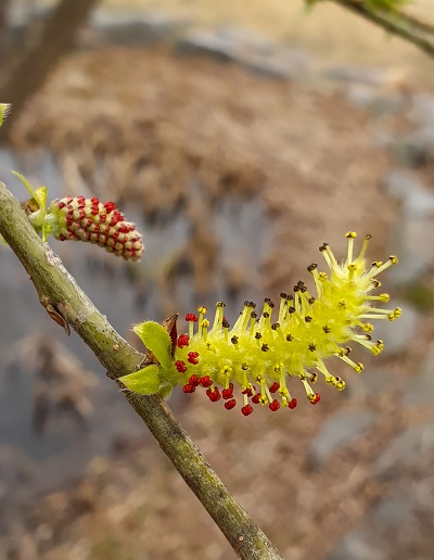 9961C1335C9F16B521E09E