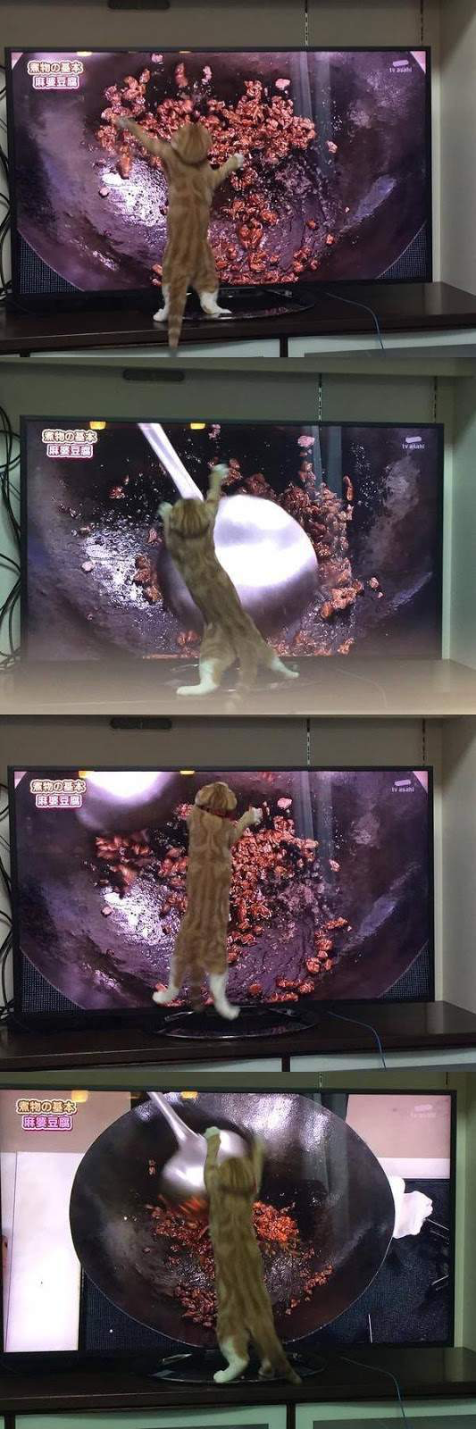 고양이 볶음.JPG | 인스티즈