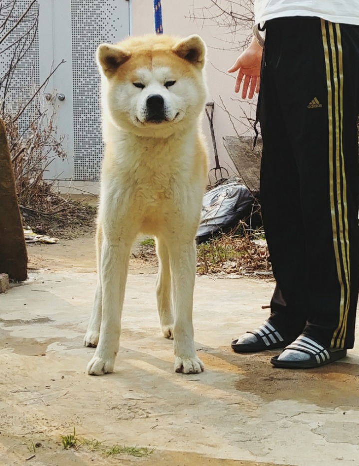 아키타 이미지