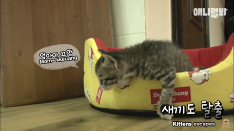새끼고양이 열마리 키우는 엄마냥이 | 인스티즈