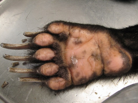 곰발바닥 이미지