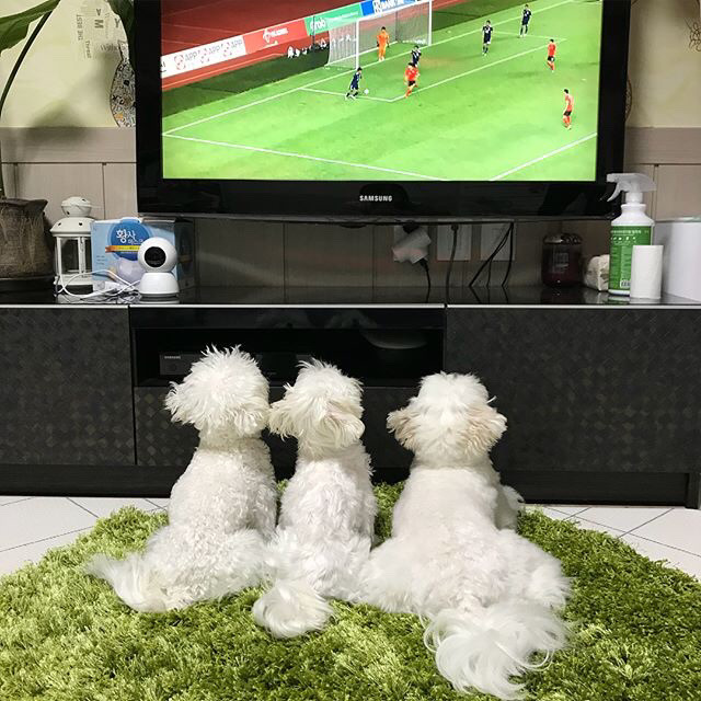 한일전 보는 댕댕이들.jpg | 인스티즈