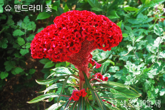 맨드라미 이미지