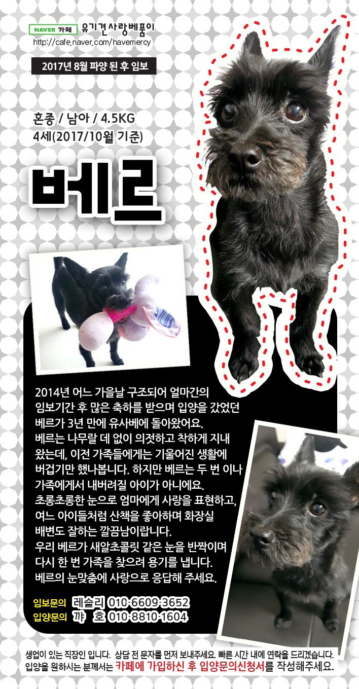 가족을 찾고 있는 중이에요! 다들 저희 한번 보고 가실래요? 유기견이지만 너무 사랑스러운 아이들 좀 뵈줘! | 인스티즈