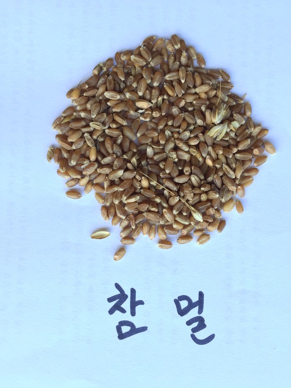 참밀 이미지