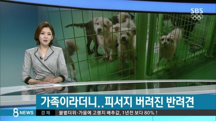 반려견이 죽을때까지 데리고 사는 비율 | 인스티즈