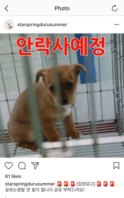 안락사확정된 아이들 보고가주라 ㅠㅠ 부탁해 | 인스티즈