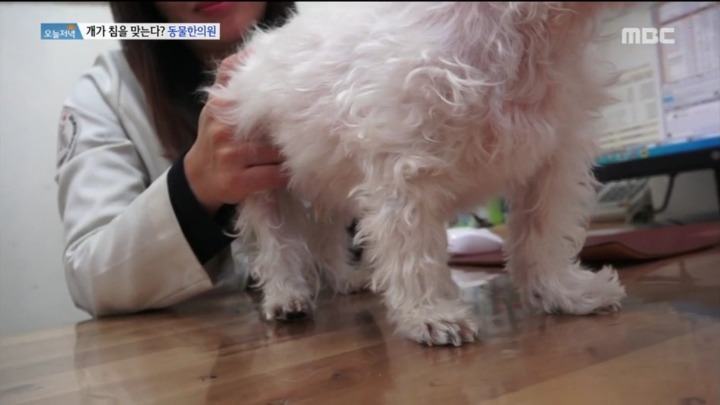 강아지 한의원.jpg | 인스티즈