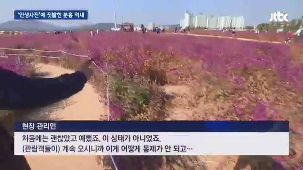 인생사진에 짓밟힌 분홍 억새.jpg | 인스티즈