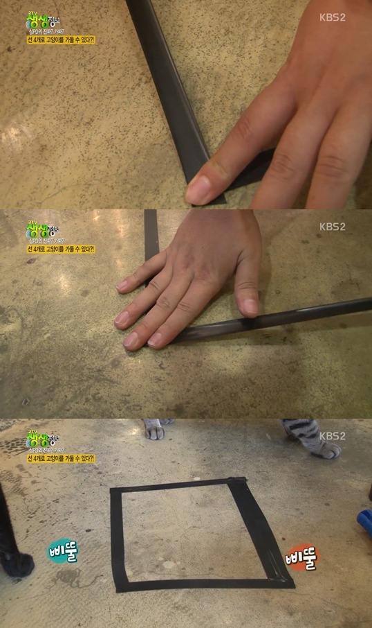 선 4개로 고양이를 가둘수 있을까?.jpgif | 인스티즈