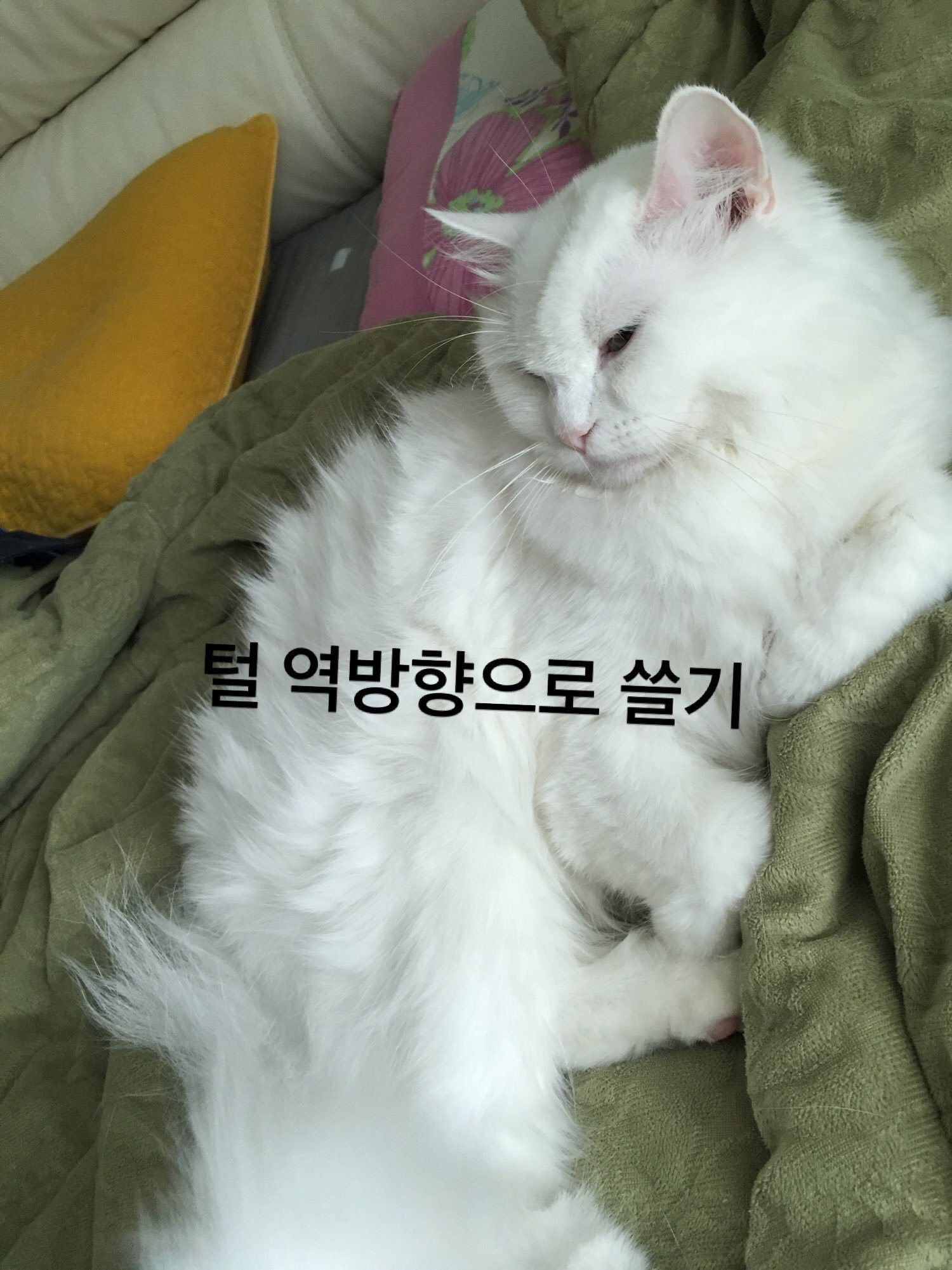 여러분이 고양이에게 하는 짓.twt | 인스티즈