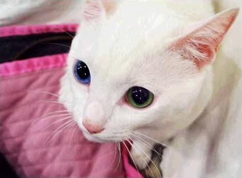 오드아이 고양이 | 인스티즈