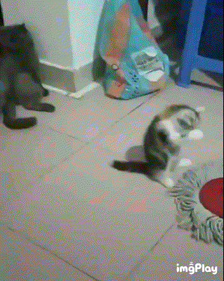 대걸레와 대결하는 냥이.gif | 인스티즈