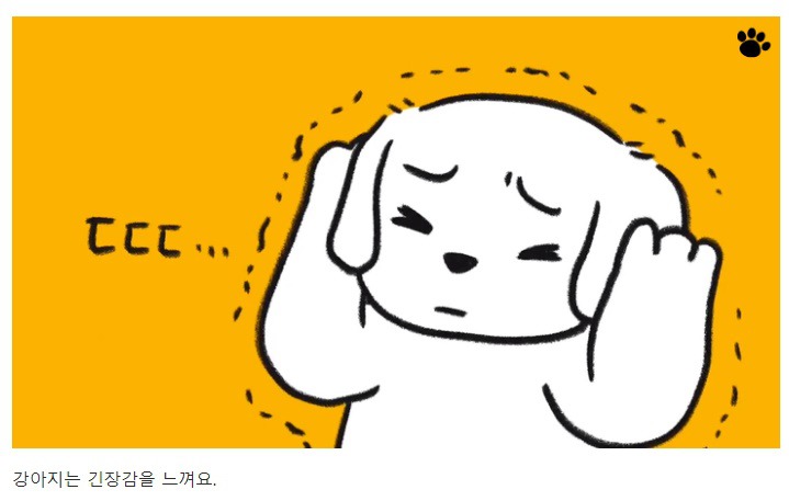 처음 만난 강아지와 인사하는 방법 | 인스티즈