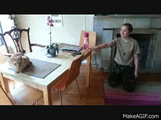 파병갔다온 군인 맞이하는 댕댕이vs냥이...gif | 인스티즈