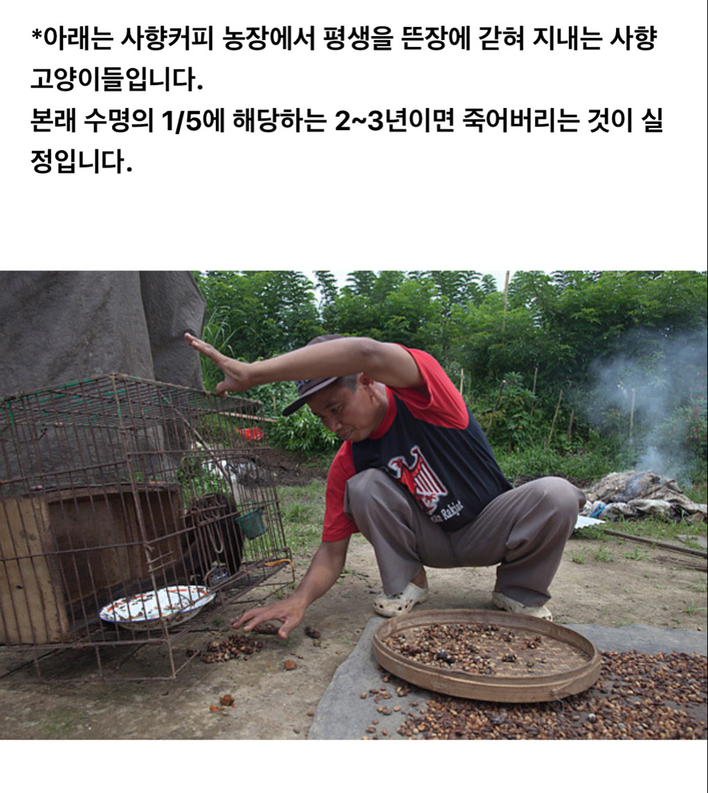 학대당하는 사향고양이들.jpg | 인스티즈