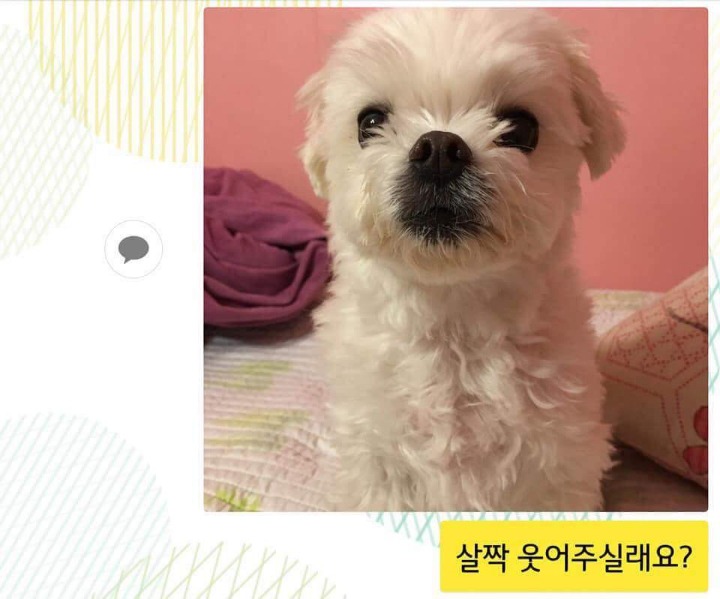 댕댕이 증명사진 | 인스티즈